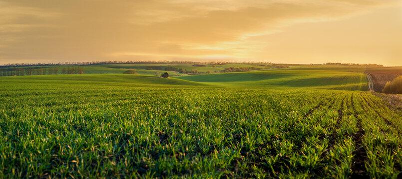 Гурил будаа background